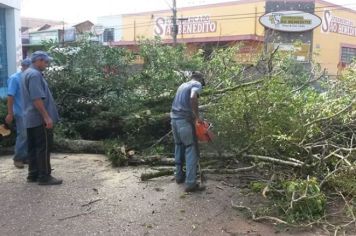 Foto - Agropecuária e Meio Ambiente