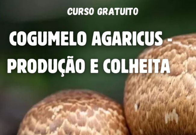 CURSO SOBRE COGUMELOS 